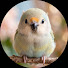 BKh2Jb80D9E-channel-avatar-CuddleBeaks