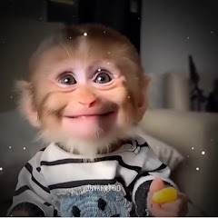 cute baby monkey🥰