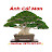 Bonsai Ánh Cái Mơn