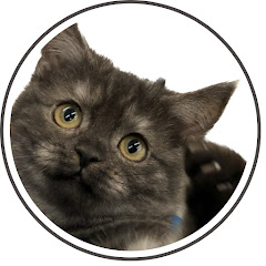 ドアップ黒猫(あおみね&さつき)