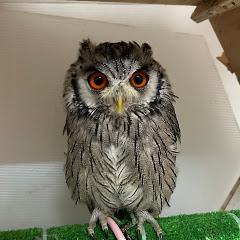 ふくろう蘭丸 - Owl Ranmal -アイコン画像