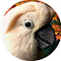 vPiC1RNu854-channel-avatar-Parrot Town TV 🦜