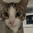 TnJaW_9IKoc-channel-avatar-ɞ kat ʚ