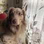 Dolly the Australian shepherd  - @Dollydog2 - Youtube