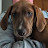 @SkyeLynnBeagle Avatar