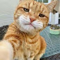funny cat YouTube Profile Photo