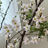 uIMgyH2Iog0-channel-avatar-Sakura