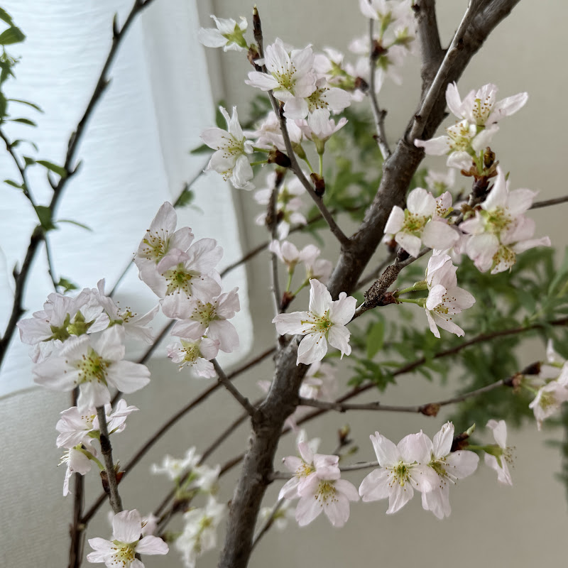 Sakura