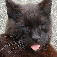 地域猫ぺーちゃんと仲間たちアイコン画像