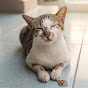 Cat Fun Tv