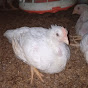 rdx poultry farm logo