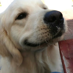 ギンちゃんねるCreamGoldenGin