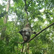 Wildlife Animal