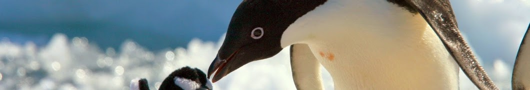 penguin world ইউটিউব চ্যানেল অ্যাভাটার