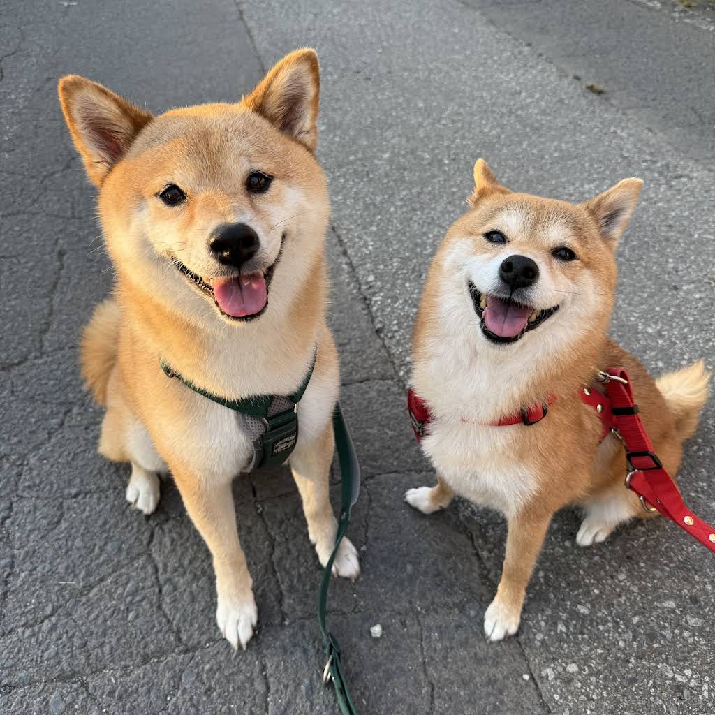 Shiba Inu Fuku & Tom - YouTube