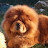 @Chowchow_lover