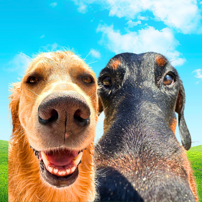 More Golden Kobe Family