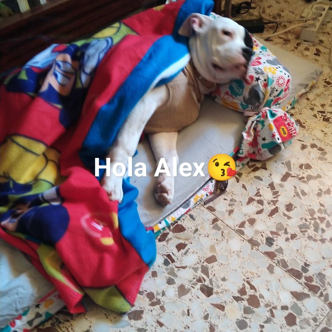 Post from Alex_Gamer