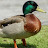 avatar of @duckybhailiveclips-k3r
