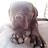 @canecorso218's avatar
