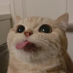 RealMoochameow