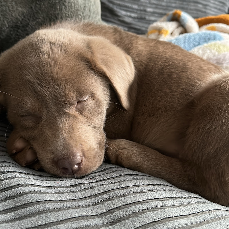 Dumpling