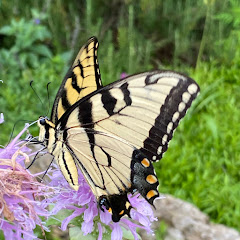 Gulf Coast Butterfly Gardening net worth