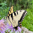 wtGAJ9HE7OI-channel-avatar-Gulf Coast Butterfly Gardening