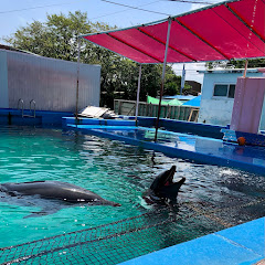 トルネードマスカット