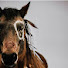 HJ6dMh7Hq8c-channel-avatar-Nomad Carpathians horse