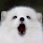 @리도고고