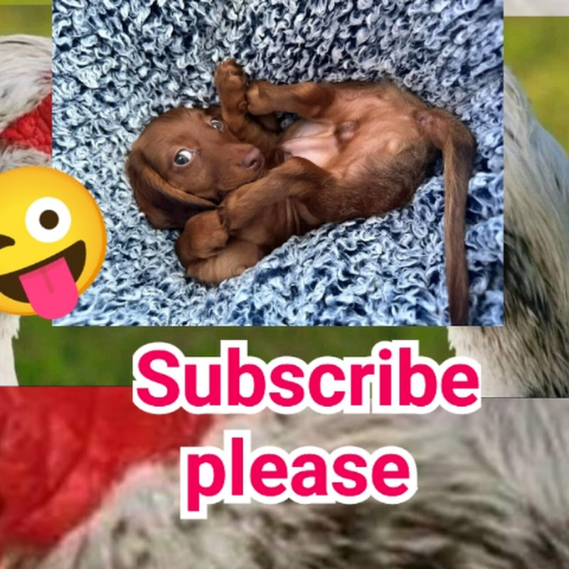 wolokoso, olugambo entertainment tiktok,gosip news