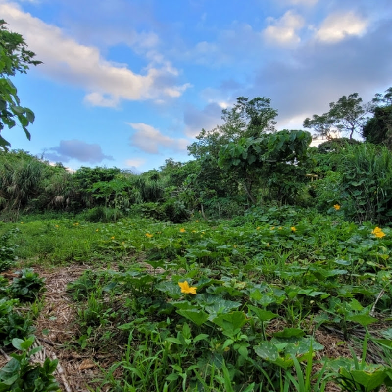 むい自然農園学校