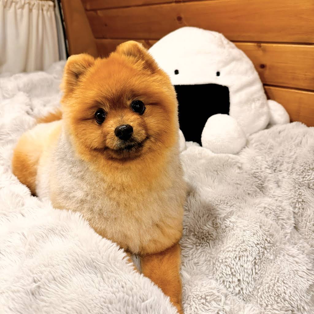 komusubiです Komusubi Channel - YouTube