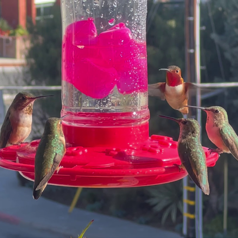 Live Hummingbirds