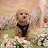 @poodle_yangyang743
