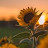 @Sunflowers-2005s