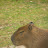 @Capybara-rj7ji6xe1m