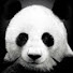 bdtadDIXWKk-channel-avatar-love Panda