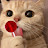 @aim3r-like-cats
