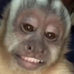 Monkeyyloco