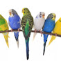 Flying-Talking-Singing Restless Budgies logo