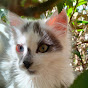 Miniature