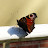 @dharmathenature3509 Avatar