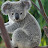 little_koalas