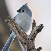 とりすけのゲーム実況