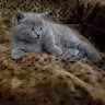 Автор