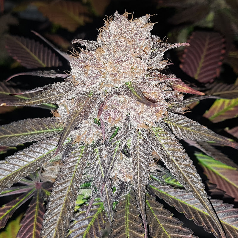 Dutchgrower