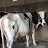 Dhiraj dairy farming 12