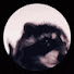 TdZLRFuTu7M-channel-avatar-Cgoya1